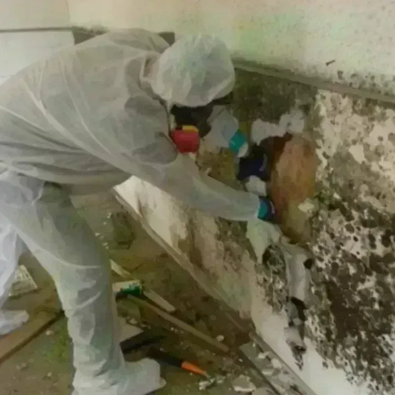 Mold Remediation and Removal in Hart, TX